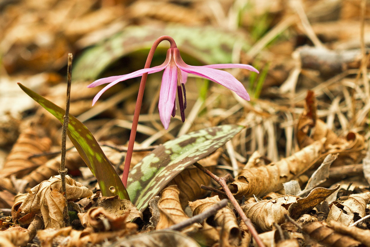 Erythronium dens-canis